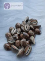 Black Cowrie Shells