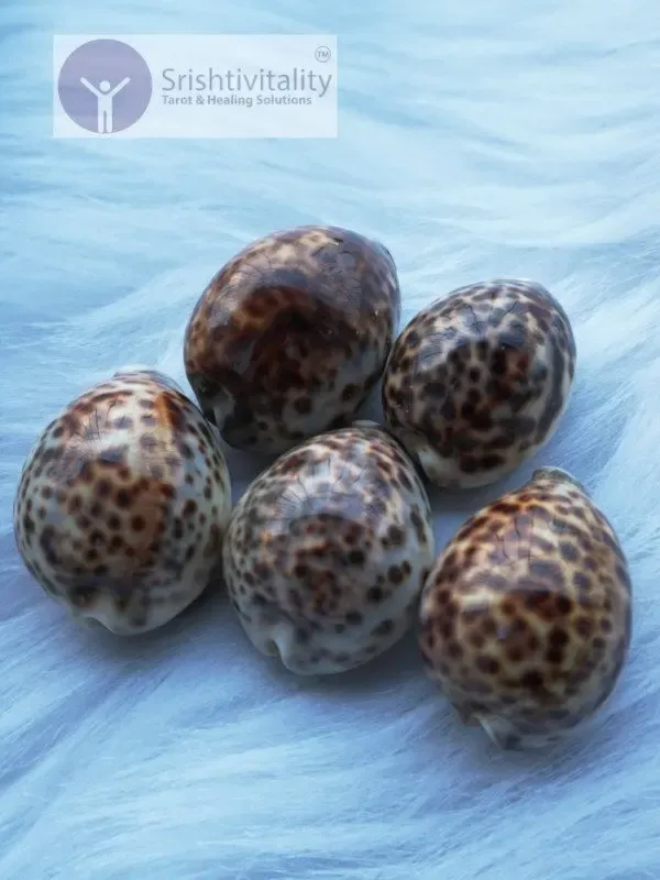 Tiger Cowrie Shells