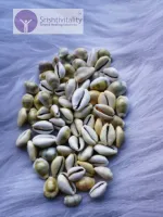 White Yellow Cowrie Shells